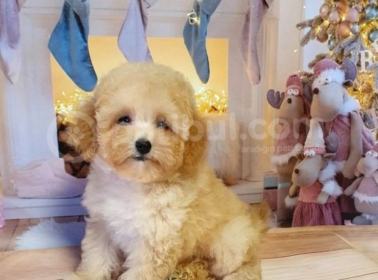 Apri̇cot Toy Poodle Bebekleri̇mi̇z