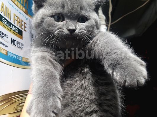 Son Kalan Bebeklerim görsel