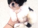 Shihtzu Bebekler Hazır