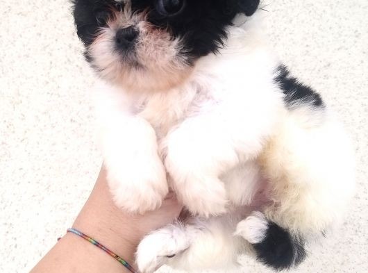 Shihtzu Bebekler Hazır görsel
