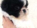 Shihtzu Bebekler Hazır