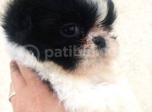 Shihtzu Bebekler Hazır