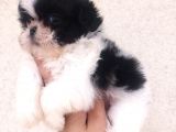 Shihtzu Bebekler Hazır