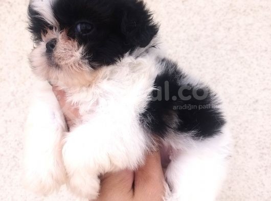 Shihtzu Bebekler Hazır görsel