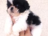 Shihtzu Bebekler Hazır