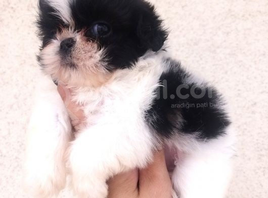 Shihtzu Bebekler Hazır görsel