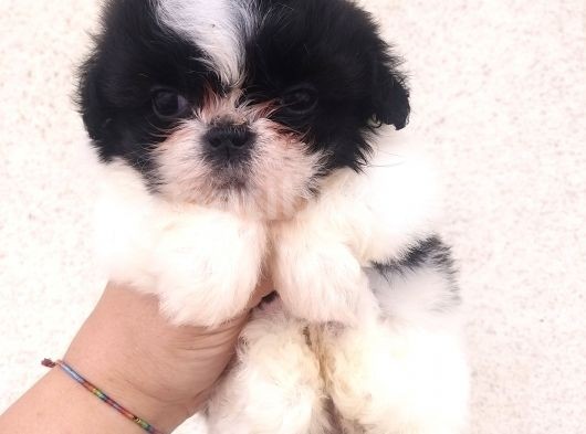 Shihtzu Bebekler Hazır görsel