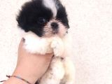 Shihtzu Bebekler Hazır