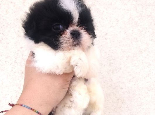 Shihtzu Bebekler Hazır görsel