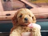 Sevi̇mli̇ Irk Yavru Yeti̇şki̇n Erkek Di̇şi̇ Toy Poodle