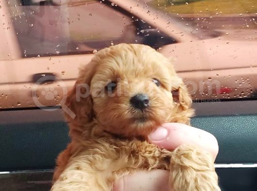 Sevi̇mli̇ Irk Yavru Yeti̇şki̇n Erkek Di̇şi̇ Toy Poodle görsel