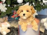 Show Kali̇te Toy Poodle Bebekleri̇m