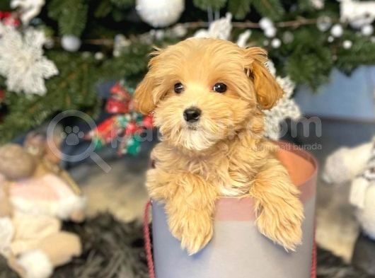 Show Kali̇te Toy Poodle Bebekleri̇m görsel