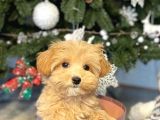 Show Kali̇te Toy Poodle Bebekleri̇m