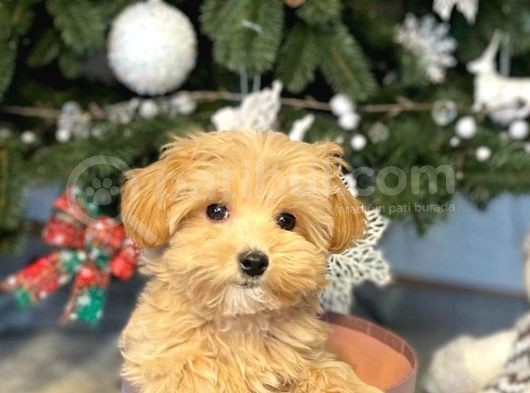 Show Kali̇te Toy Poodle Bebekleri̇m görsel