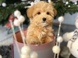 SHOW KALİTE TOY POODLE BEBEKLERİM