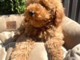 Dünya Tatlisi Red Brown Toy Poodle Yavrularimiz