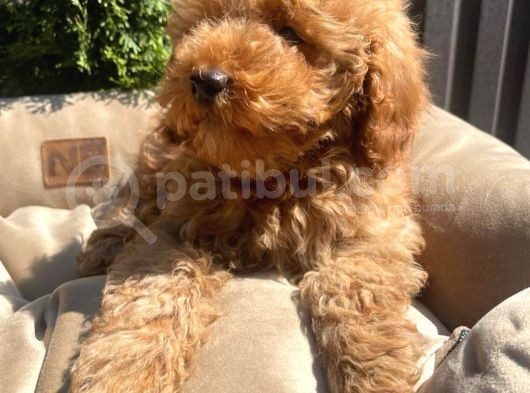 Dünya Tatlisi Red Brown Toy Poodle Yavrularimiz görsel