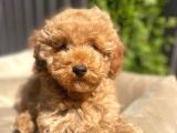 Dünya Tatlisi Red Brown Toy Poodle Yavrularimiz