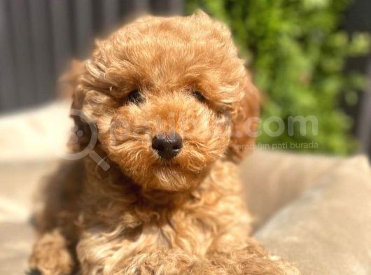 Dünya Tatlisi Red Brown Toy Poodle Yavrularimiz görsel