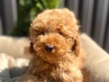 Dünya Tatlisi Red Brown Toy Poodle Yavrularimiz