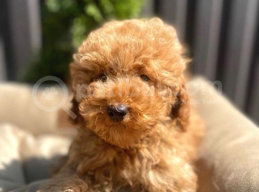 Dünya Tatlisi Red Brown Toy Poodle Yavrularimiz görsel