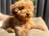 Dünya Tatlisi Red Brown Toy Poodle Yavrularimiz