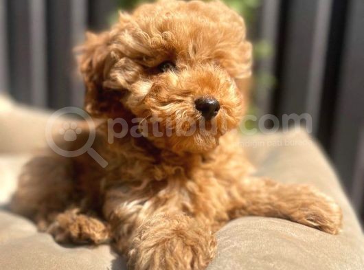 Dünya Tatlisi Red Brown Toy Poodle Yavrularimiz görsel