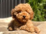 DÜNYA TATLISI RED BROWN TOY POODLE YAVRULARIMIZ