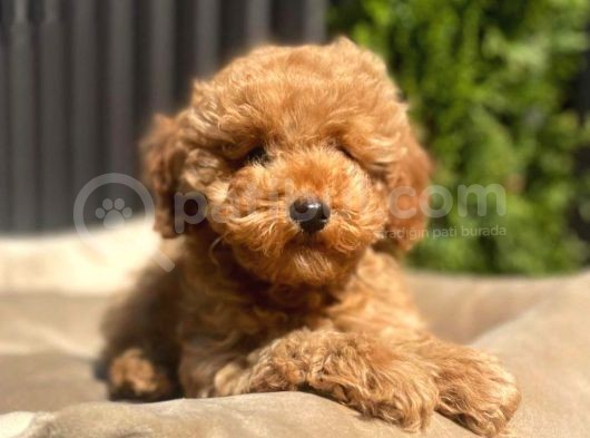 Dünya Tatlisi Red Brown Toy Poodle Yavrularimiz