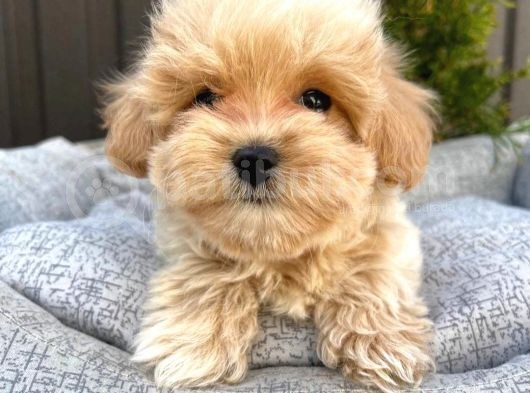 Süper Kali̇tedeki̇  Toy Poodle Mi̇nnaklari̇m görsel