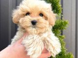 Süper Kali̇tedeki̇  Toy Poodle Mi̇nnaklari̇m