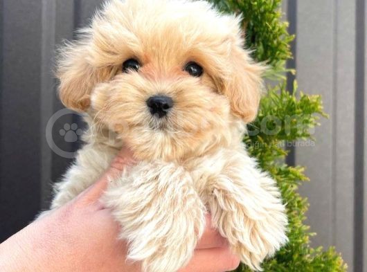 Süper Kali̇tedeki̇  Toy Poodle Mi̇nnaklari̇m görsel