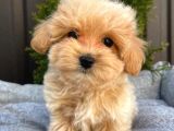 SÜPER KALİTEDEKİ  TOY POODLE MİNNAKLARİM