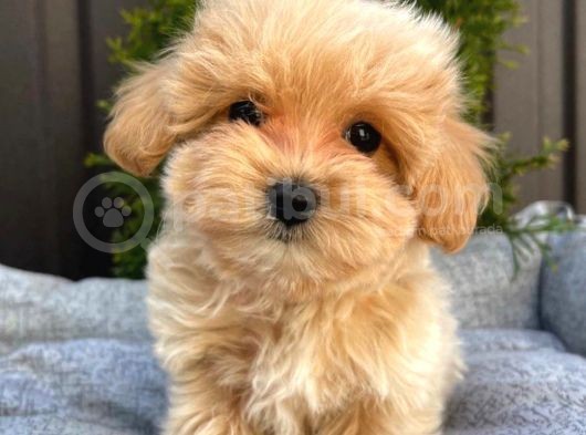 Süper Kali̇tedeki̇  Toy Poodle Mi̇nnaklari̇m