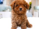 Dünya Tatlisi  Toy Poodle Yavrularimiz