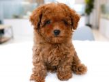 DÜNYA TATLISI  TOY POODLE YAVRULARIMIZ