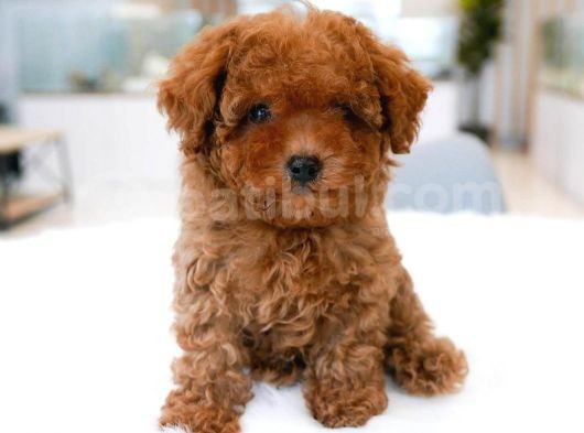 Dünya Tatlisi  Toy Poodle Yavrularimiz