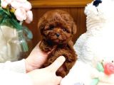 Show Kali̇te Toy Poodle Bebekleri̇m