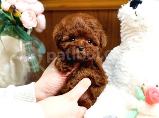 Show Kali̇te Toy Poodle Bebekleri̇m görsel