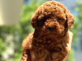 Toypoodle Dünyasi