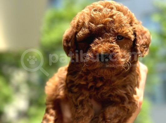 Toypoodle Dünyasi görsel
