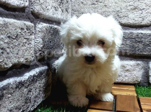 Maltese Terri̇er görsel