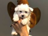 Tatlı mı tatlı maltese terrier yavrularımız