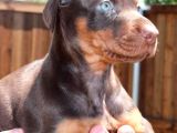 Irk Ve Sağlık Garantili Doberman Yavrular