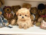 Anti̇alerji̇k Safkan Toy Poodle Yavrularim