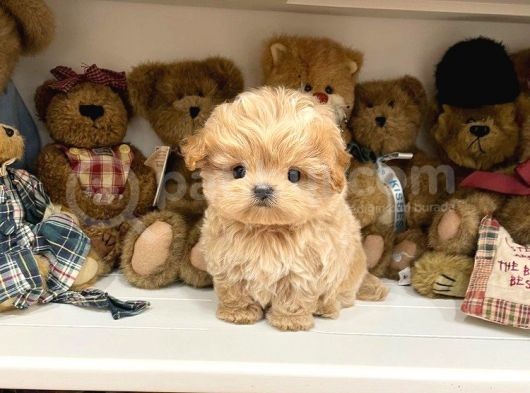 Anti̇alerji̇k Safkan Toy Poodle Yavrularim görsel