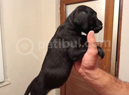 Dev Cane Corso Yavrular görsel