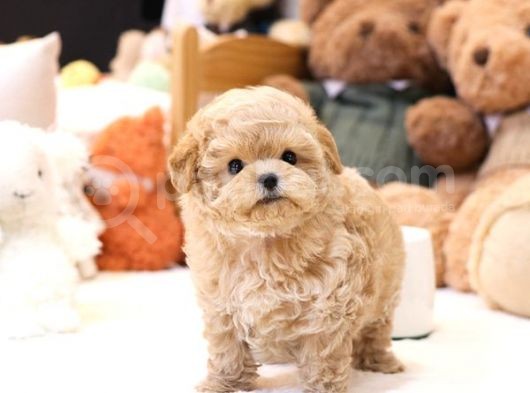 Kore Kani Toy Poodle Yavrulari̇mi̇z görsel