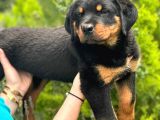 Rottweiler